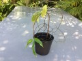 plants-de-liane-de-jade-small-0