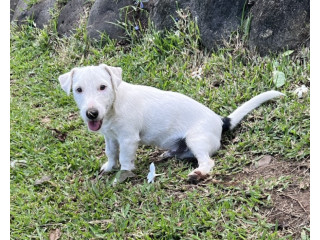 Chiots Jack Russell Terrier LOF pedigree pour chasse et compagnie