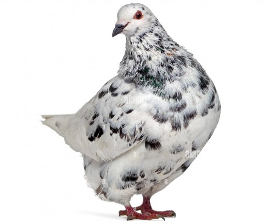 recherche-pigeon-texan-big-0
